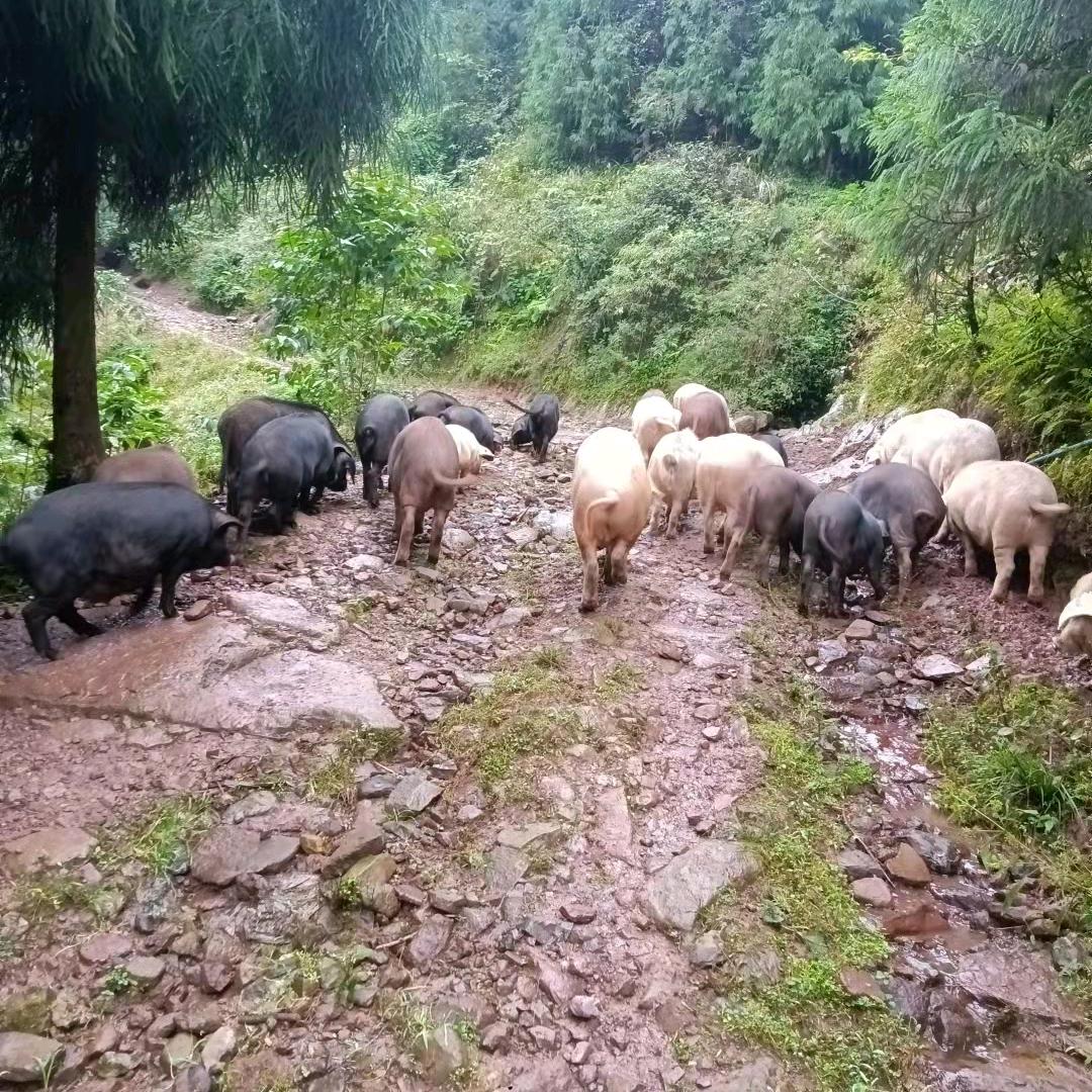 AA小凉山特产乌金土黑猪腊肉