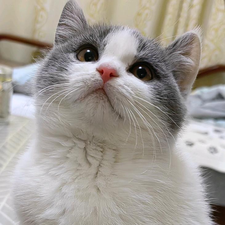 陈美丽