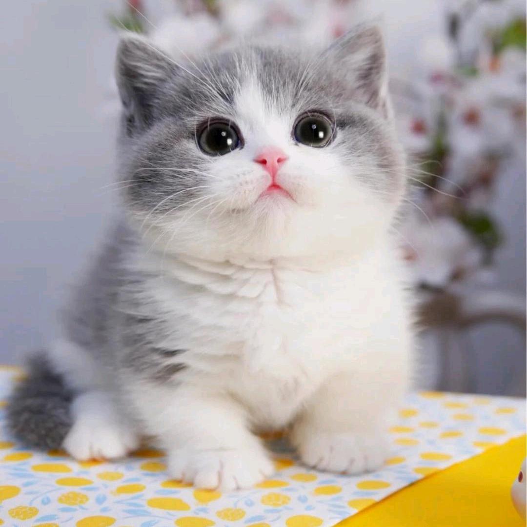 he~