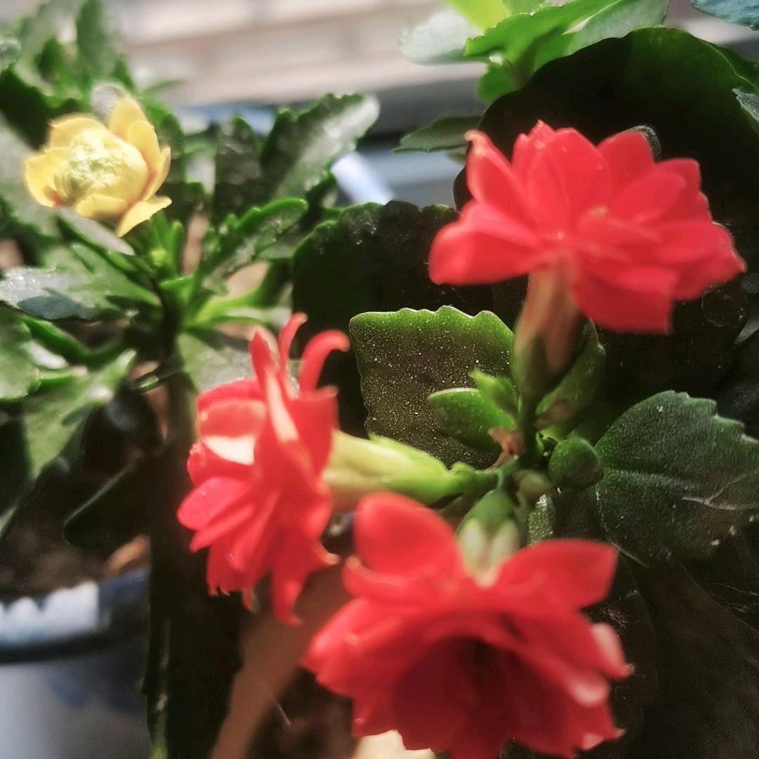 七个孙的奶奶😀😀