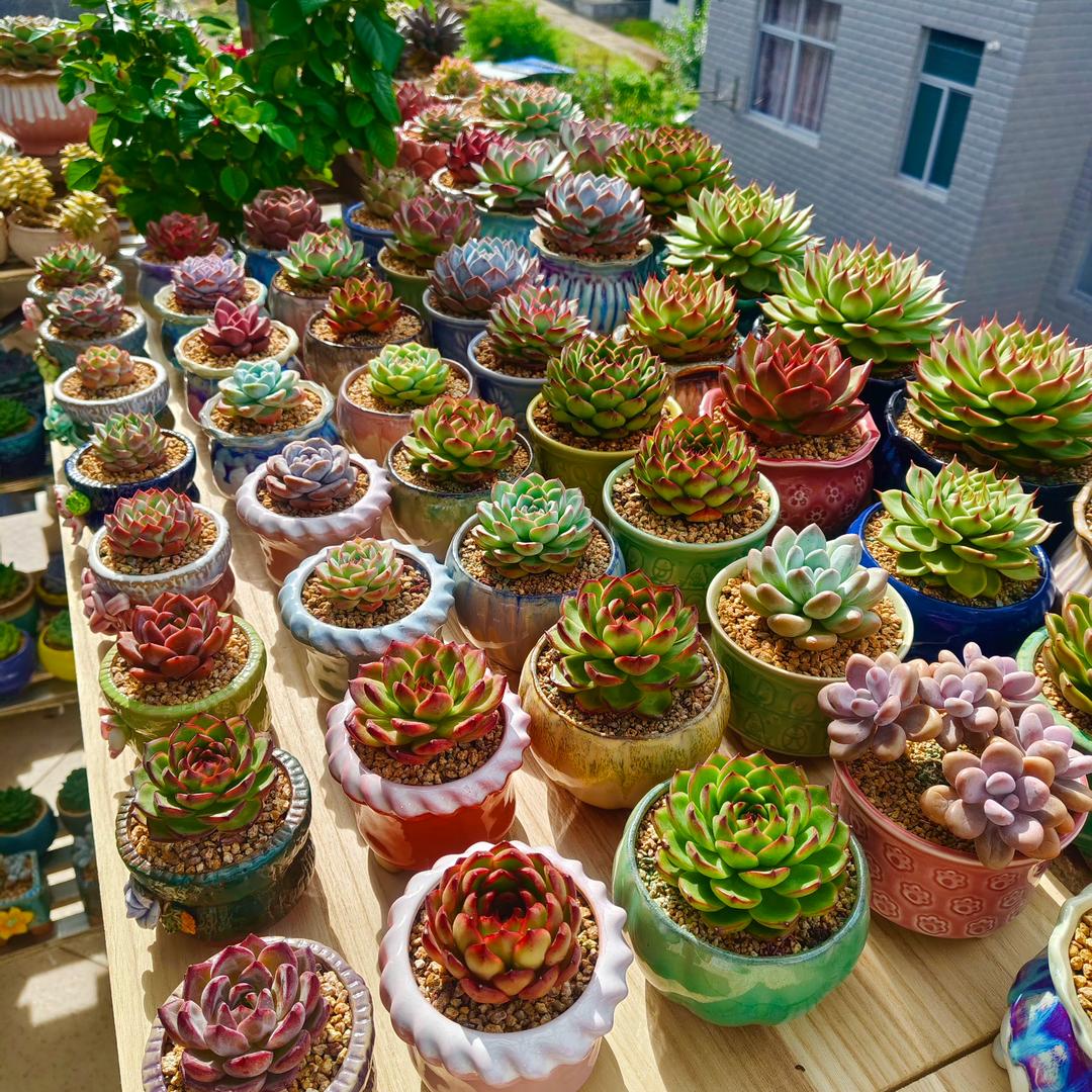花盆村