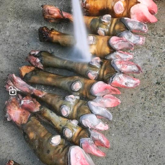 卖高原牦牛蹄