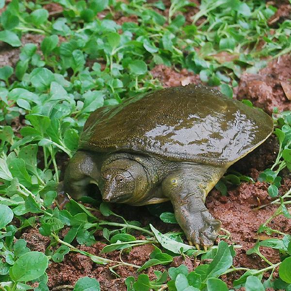 南丰鑫腾水产-甲鱼养殖