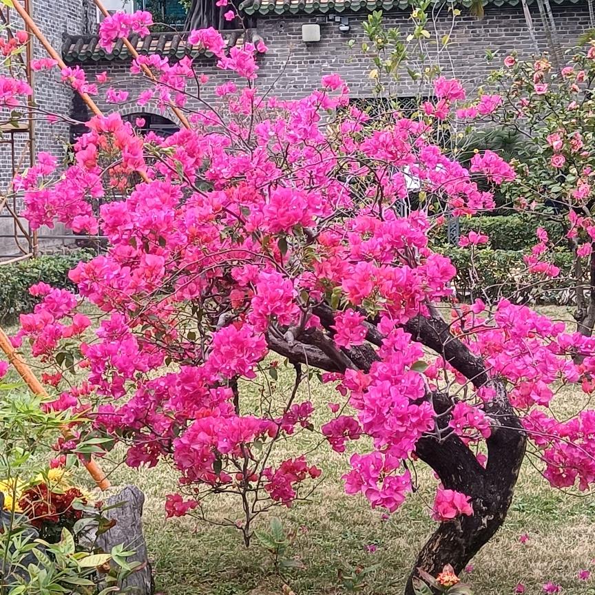 梦想成真
