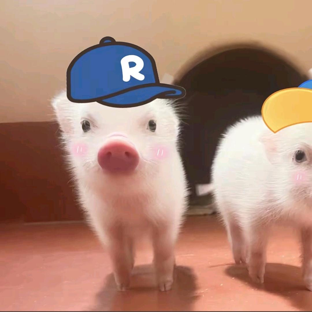 春寄禾雾