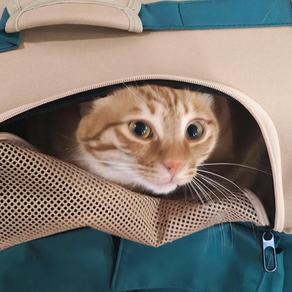 猫猫之家