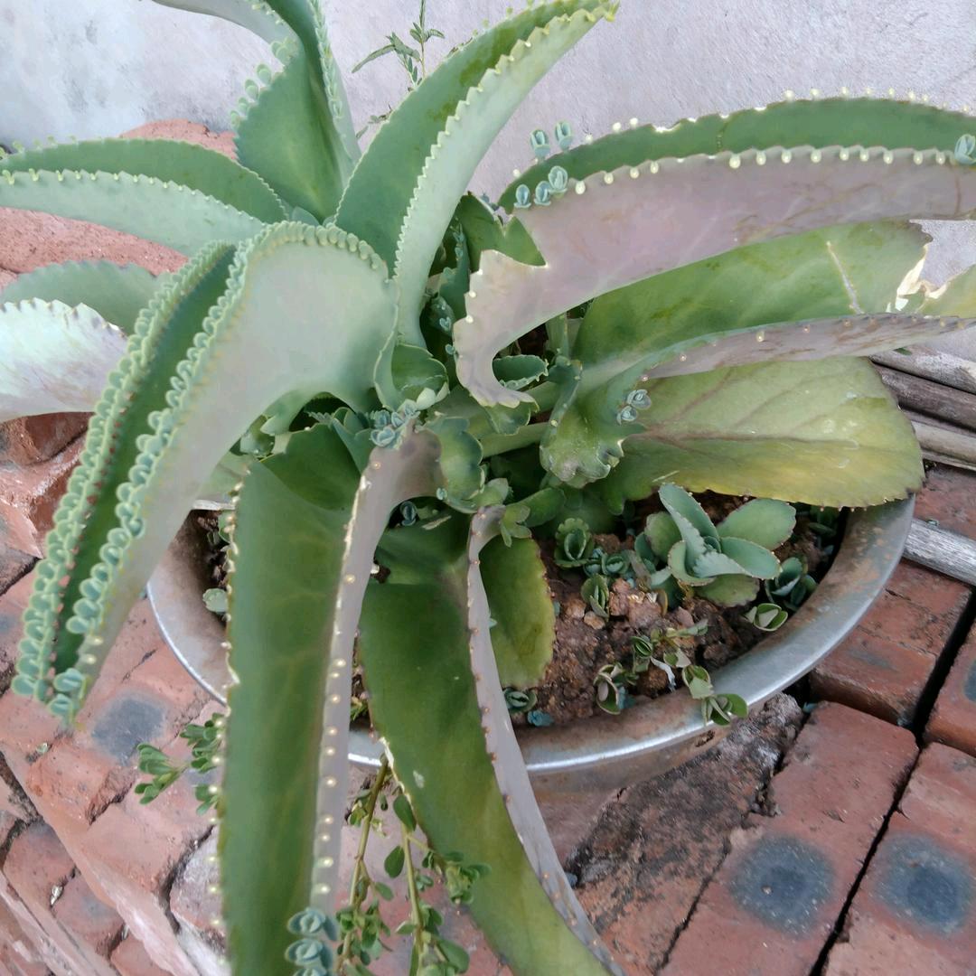 独角戏