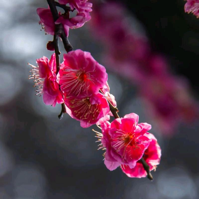 百花开富贵