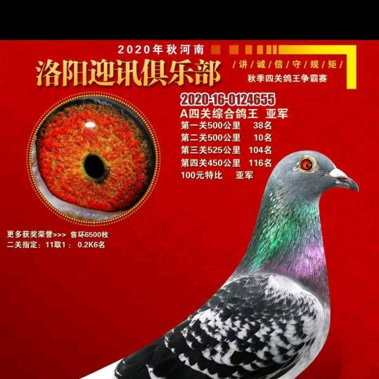 奕铭赛鸽