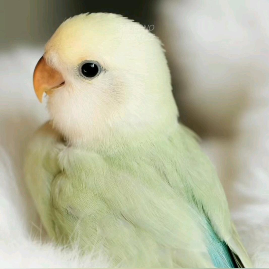 我家的萌宠小鹦