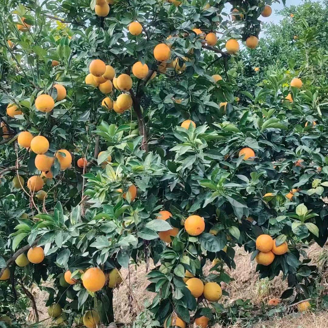 安远、专业贴瓷砖