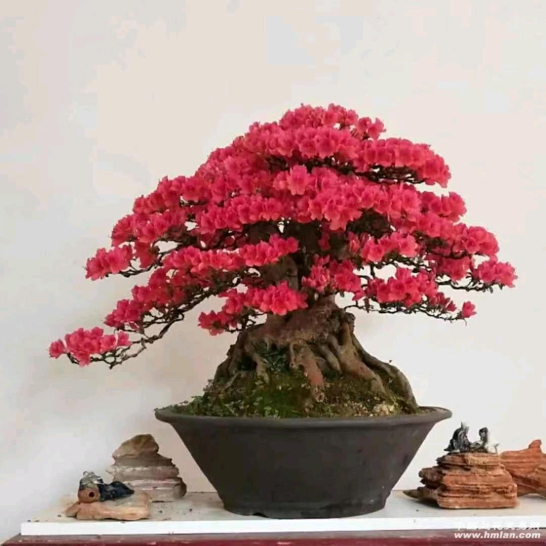 尽力而为