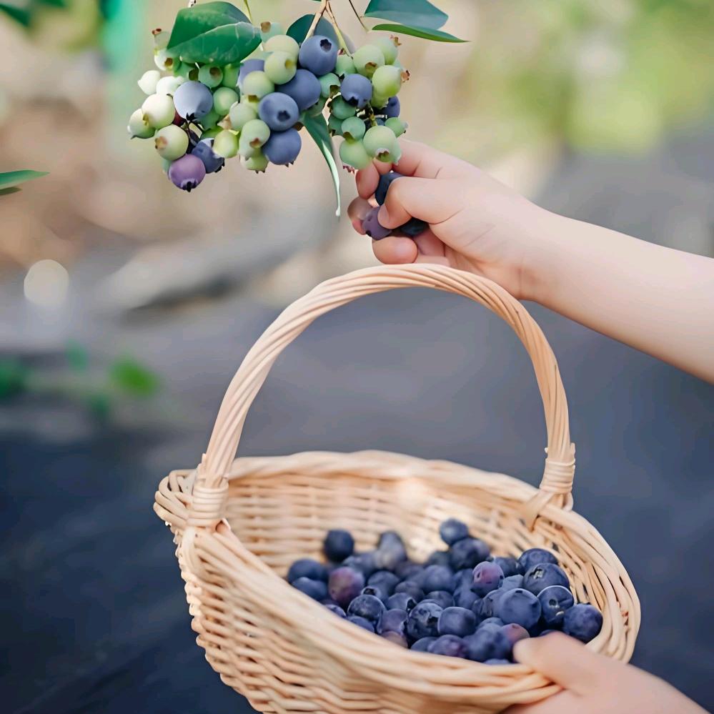 天道酬勤（蓝莓采摘队）