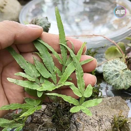 民间中草药（王哥）