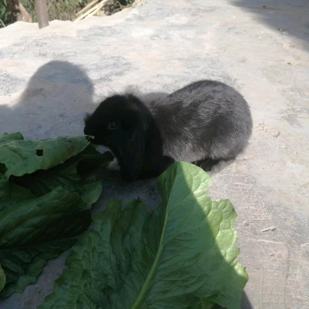 老猫敲三下