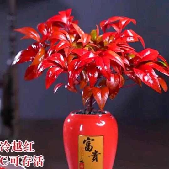 梅子