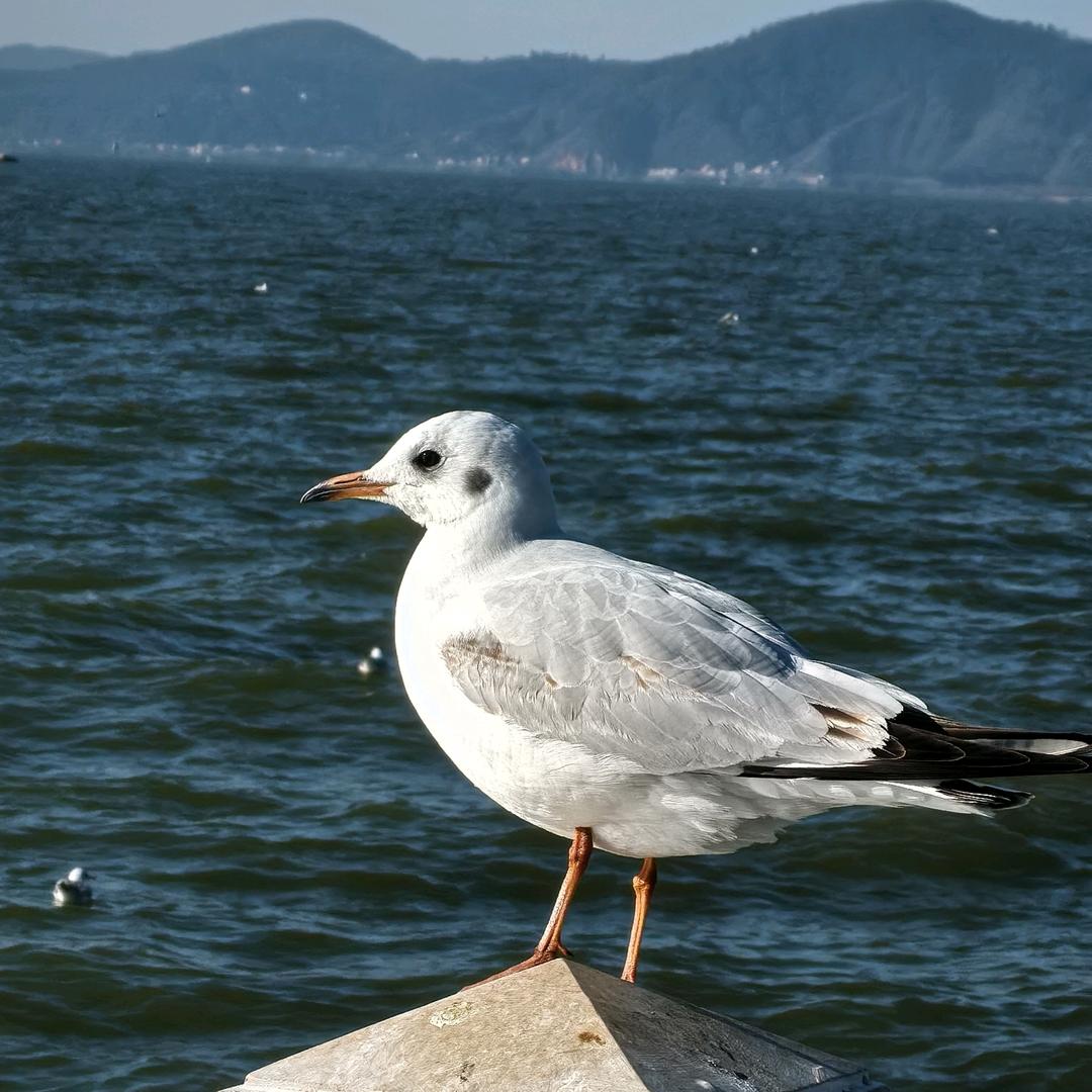 筠连海鲜水产批发