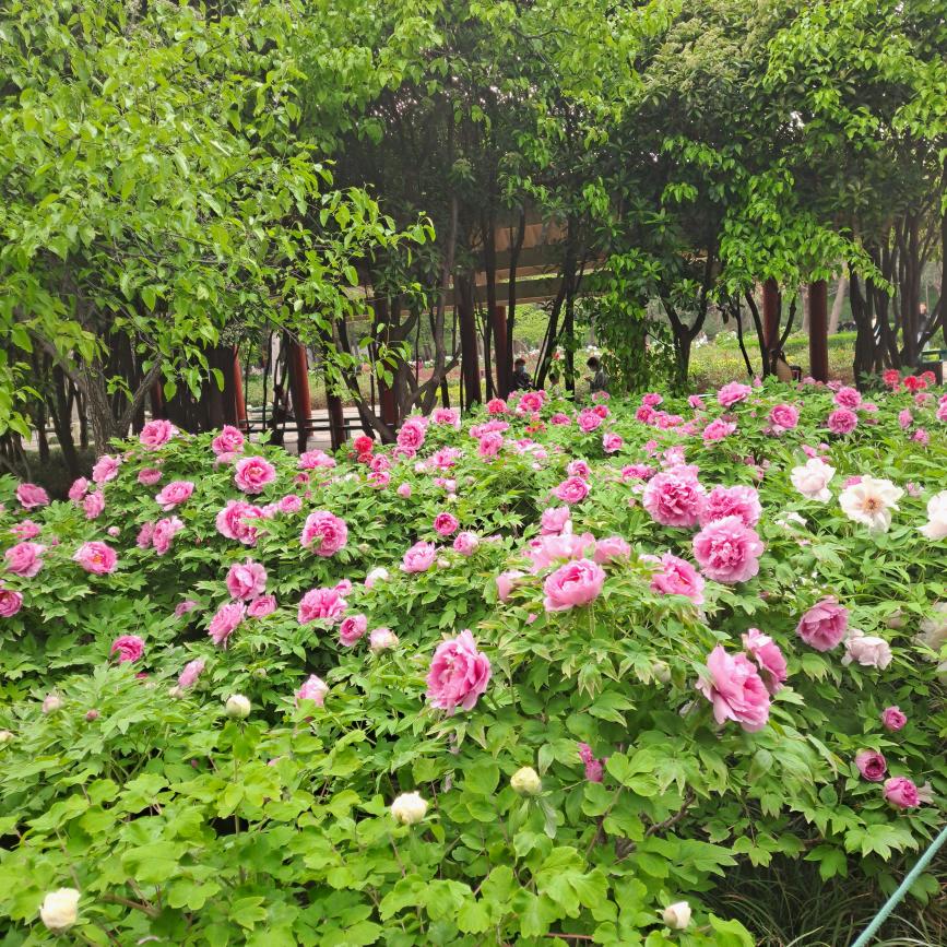 冰儿(喜欢和面)