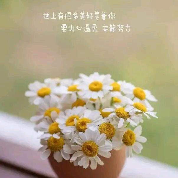 菩提之心