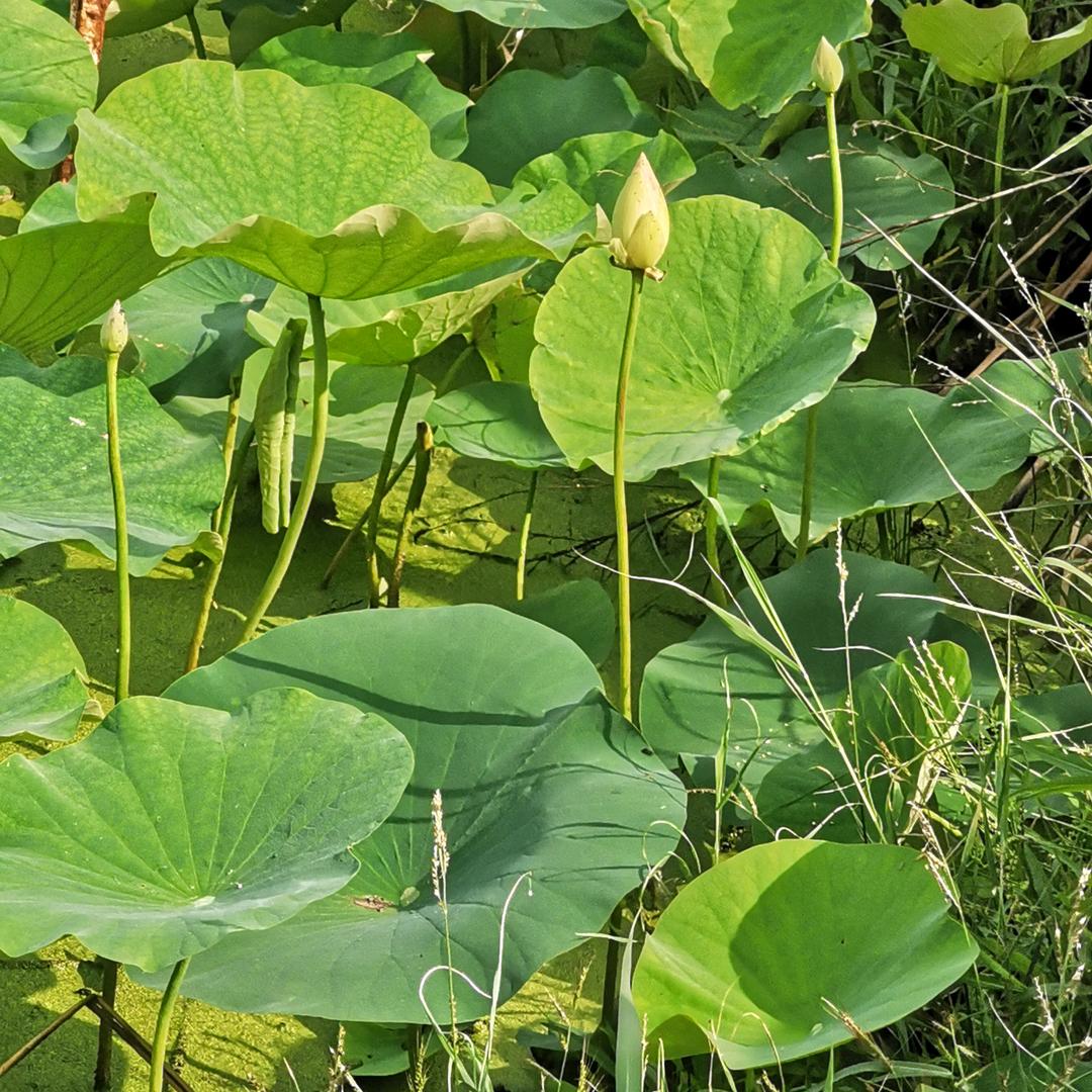 用户155
