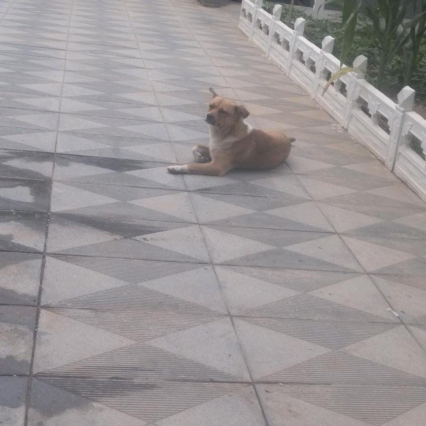 诚信风雨无阻小飞