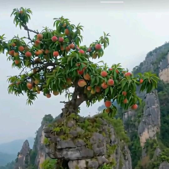 香姐水产《青岛大螃蟹》