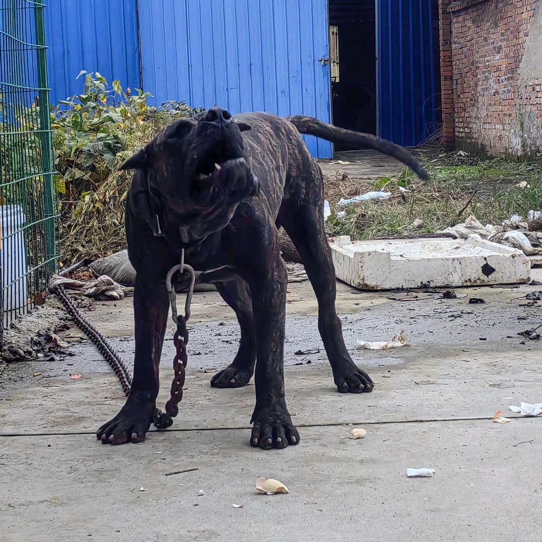 猛犬加纳利
