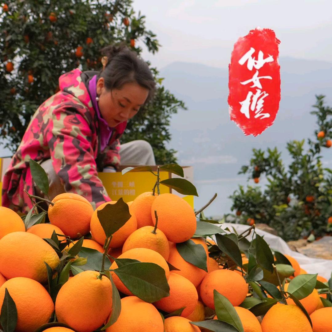 仙女橙
