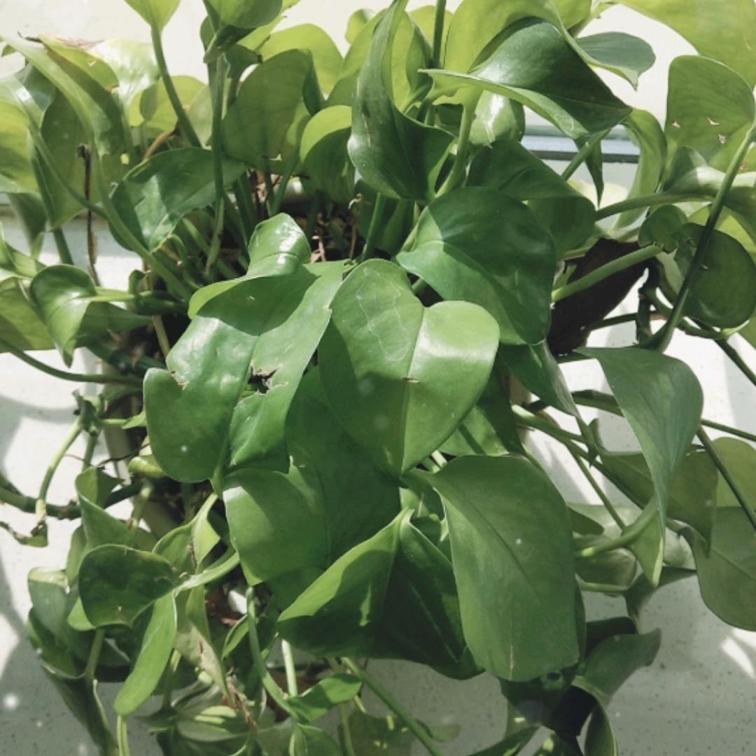 健鲜食品经营部武汉市翰闪翰月星百货有限公司直播号