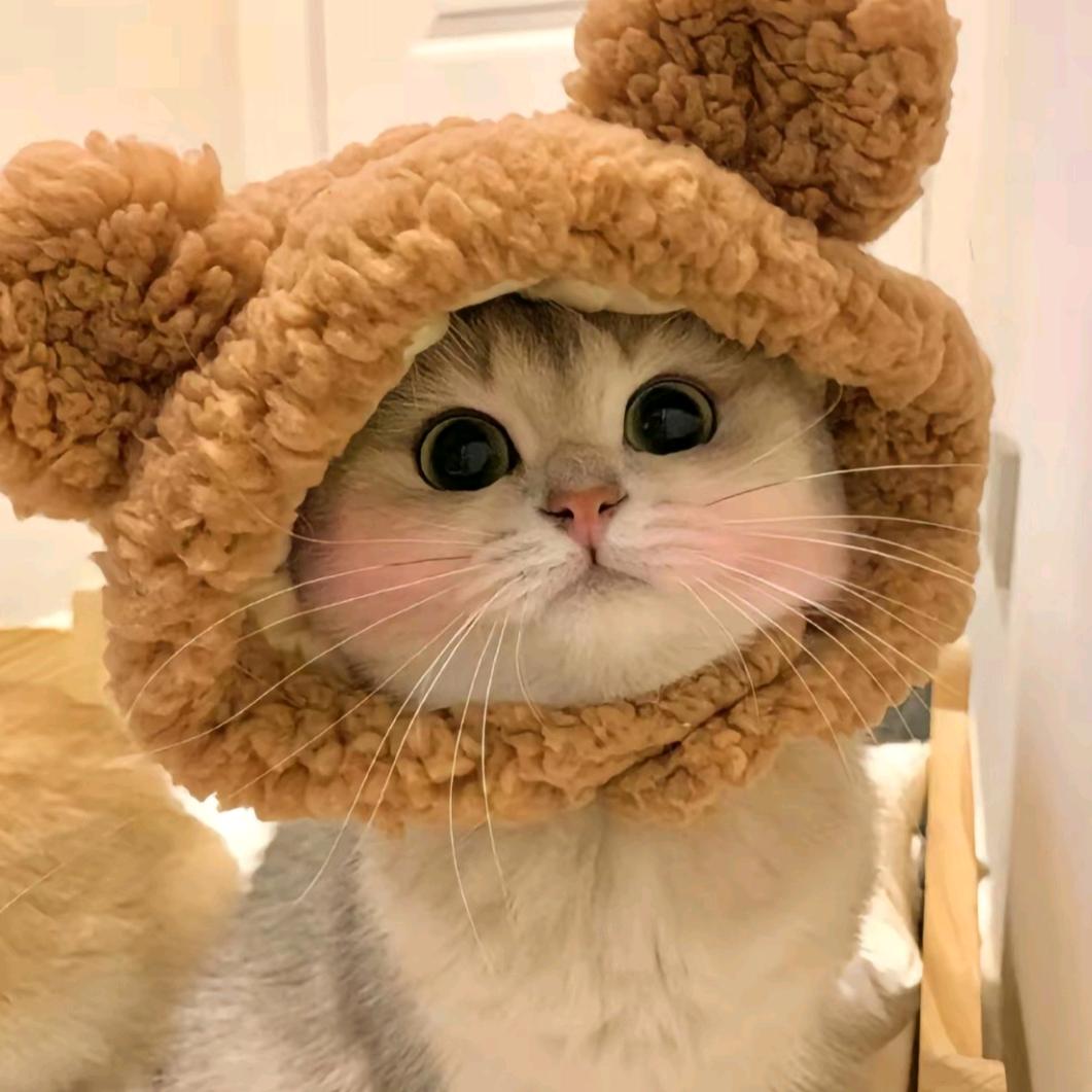 宁宁的宠物分享