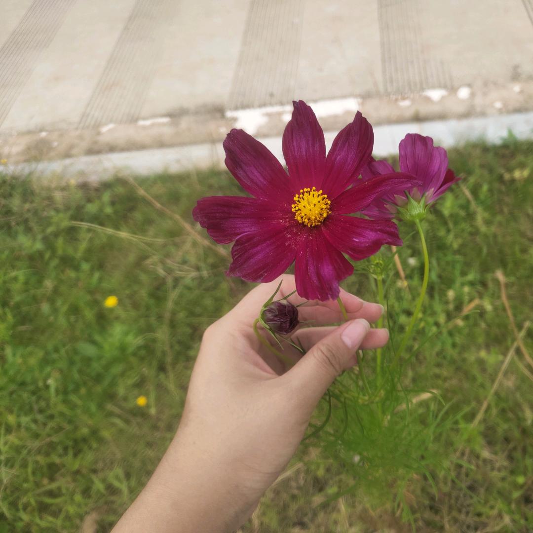 心向阳光花自开