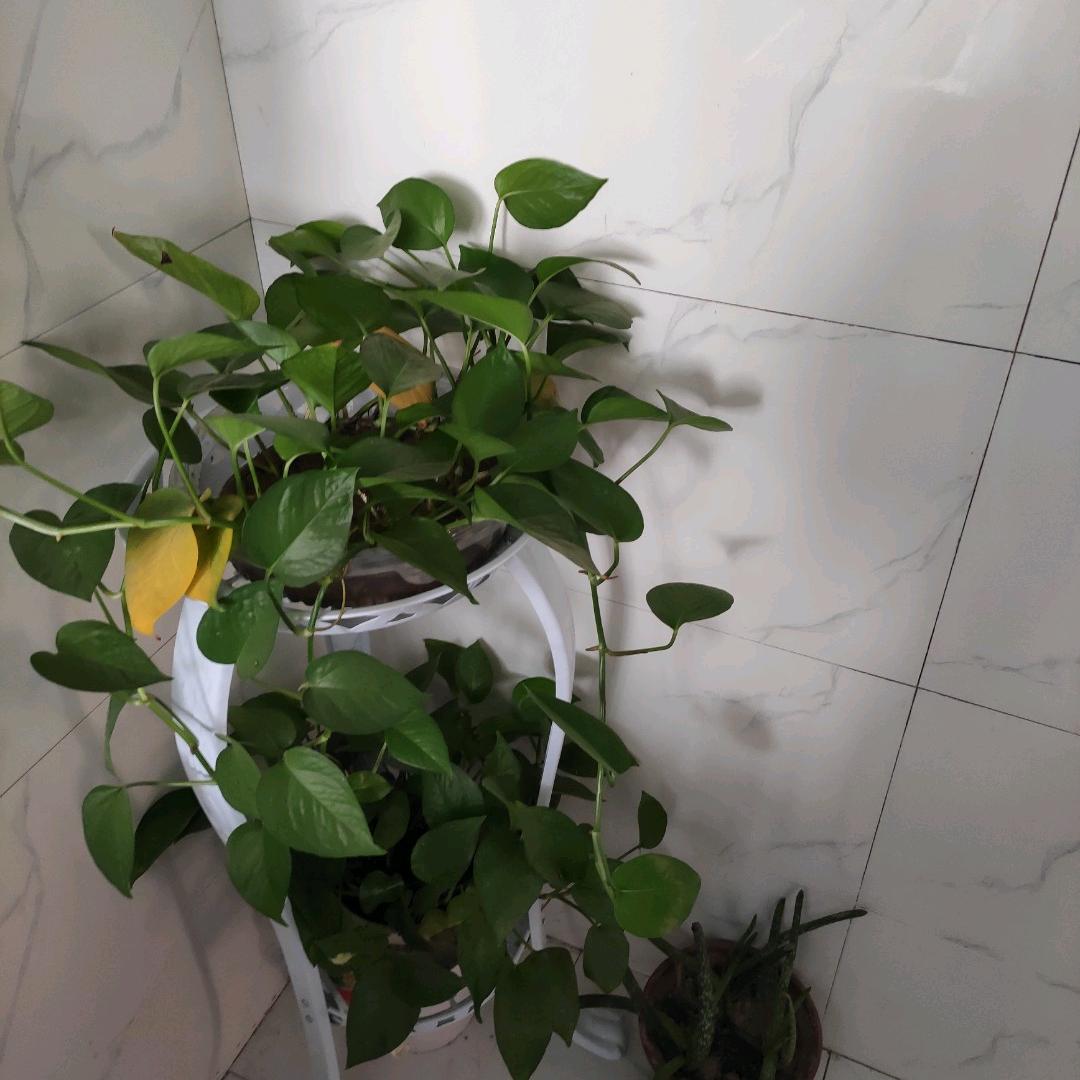 用户6540554182079