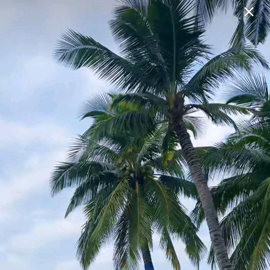 大漠胡杨