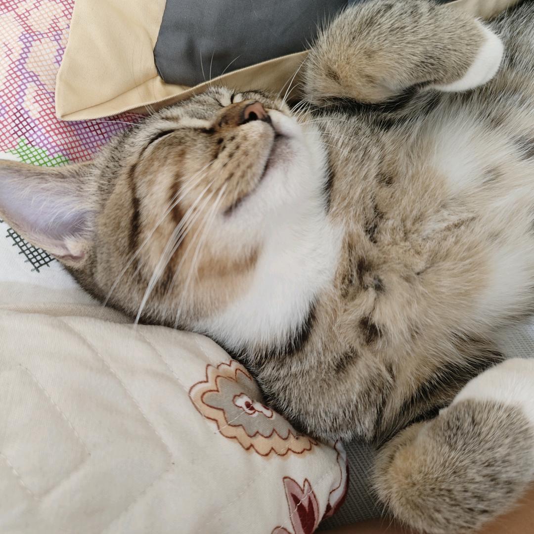 内只小猫咪真犟🐾