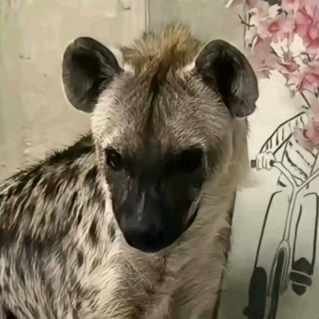 红薯购销，代办