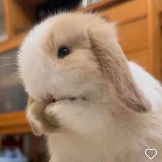 达尔文兔🍒