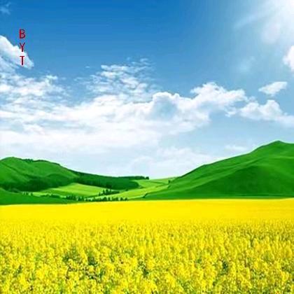 向阳花🌼