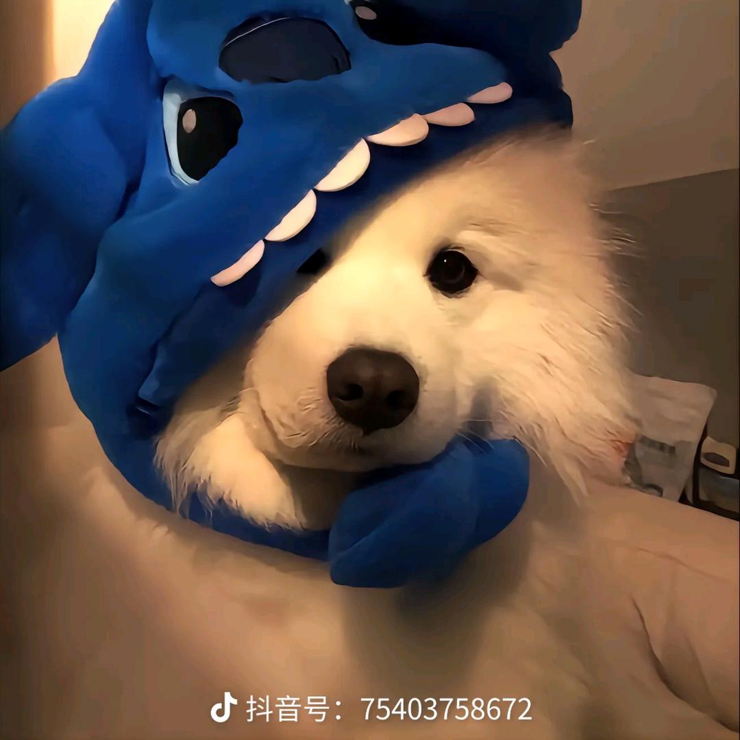 卡卡