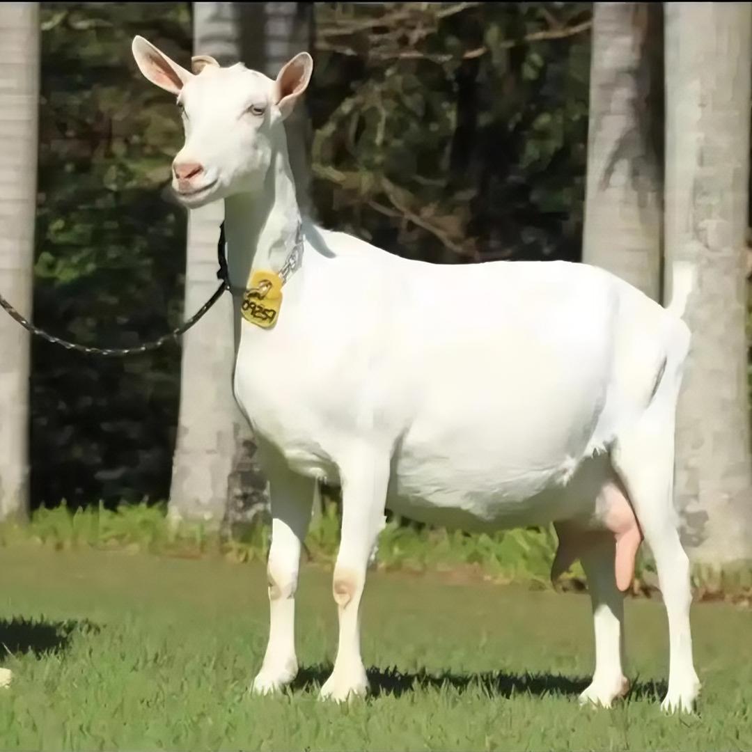 农村奶山羊