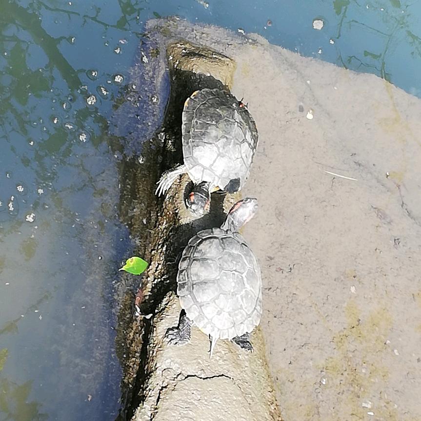 四川巴中正凌建筑拆迁工程公司