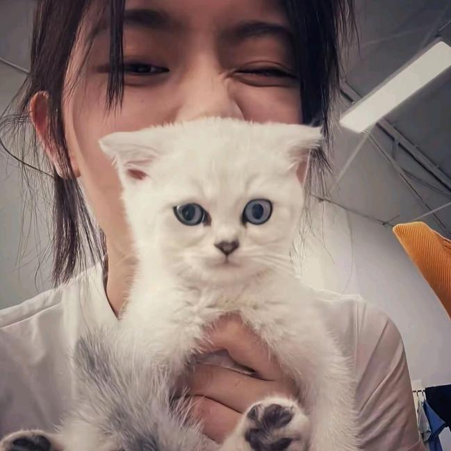 猫湫