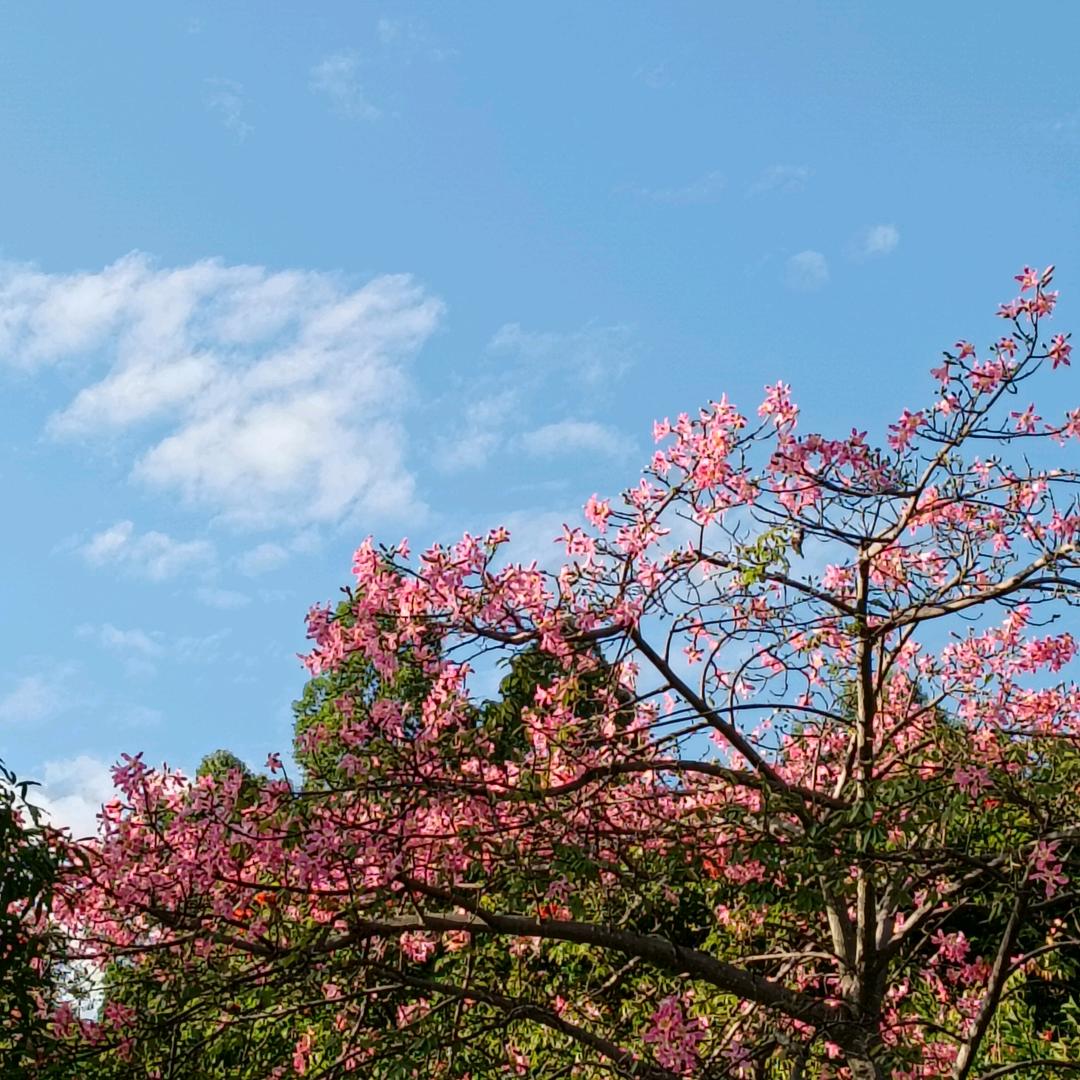 🌸花花*草草🎄