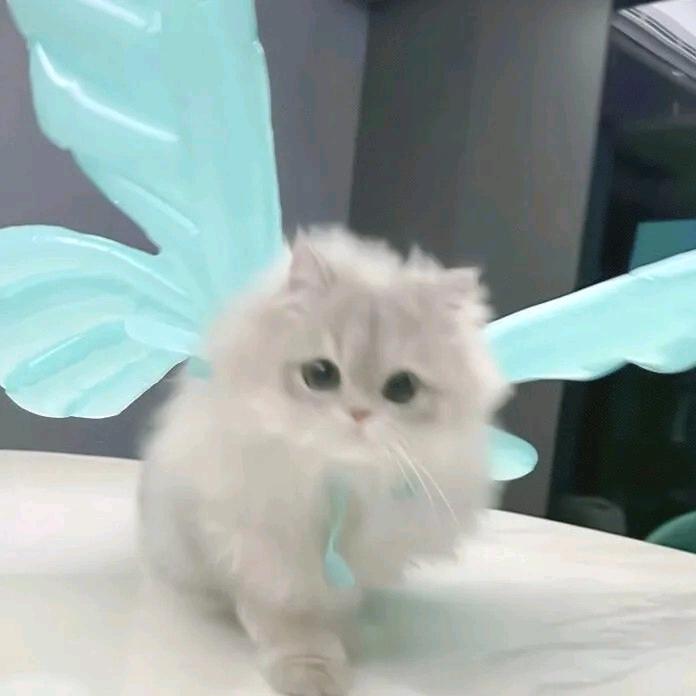 𝓙𝓲𝓾·