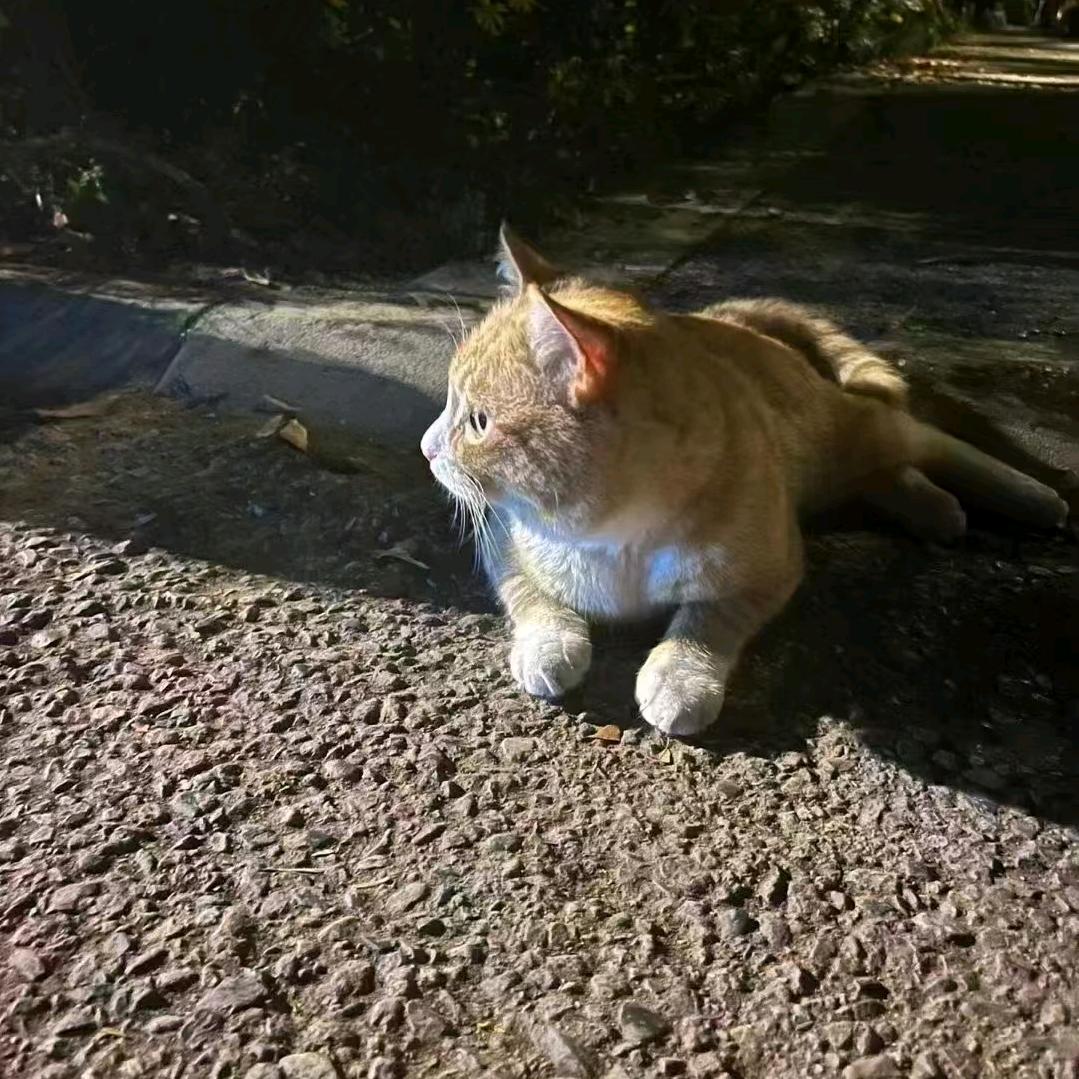 老大开直播楼喽