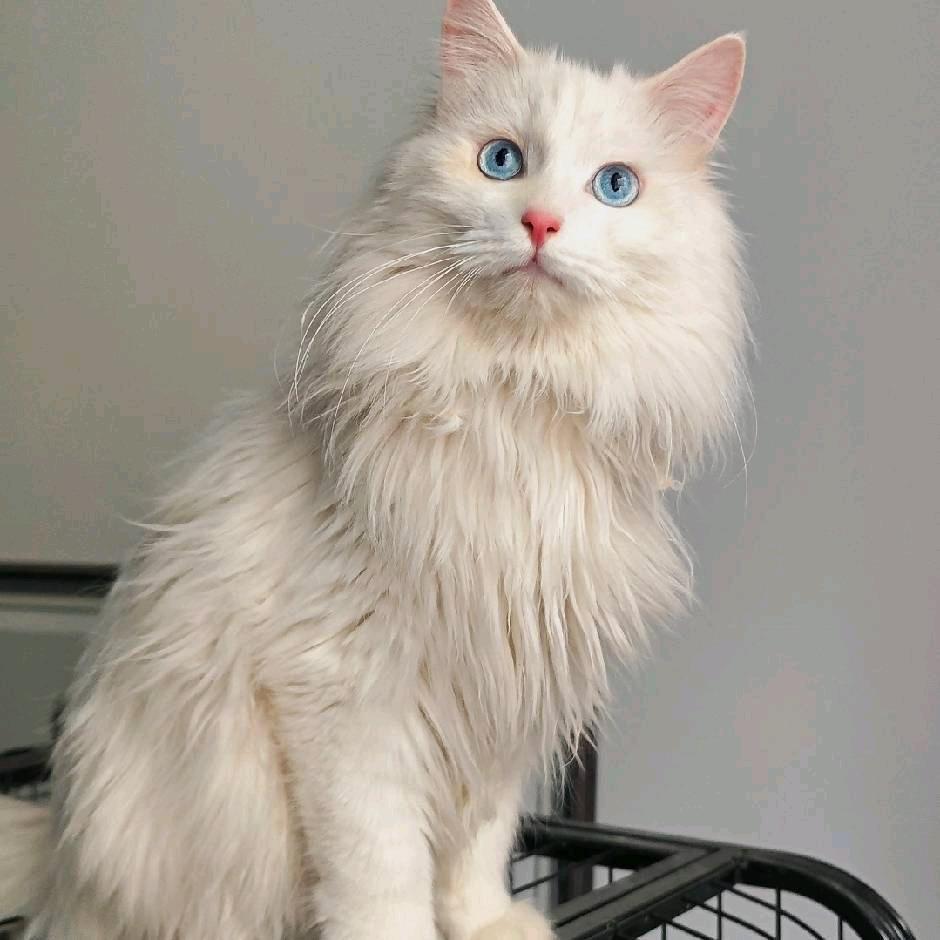 大山家狮子猫（临清狮子猫繁育人)