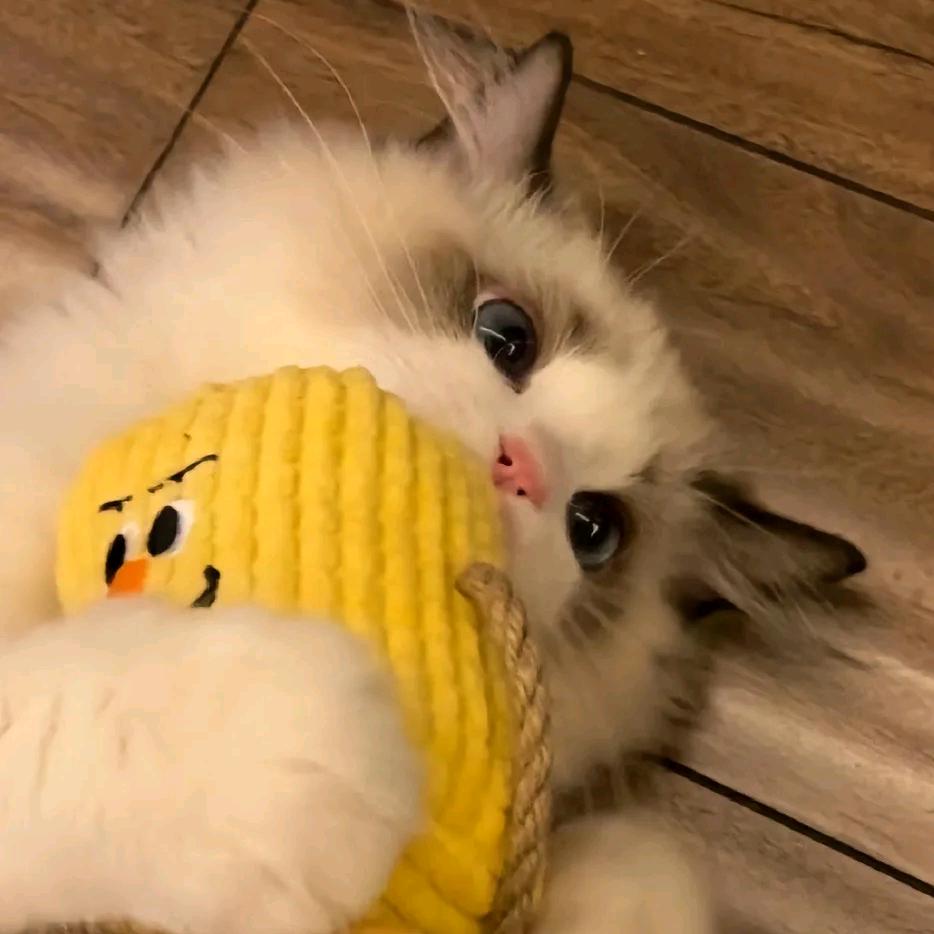 清辞.