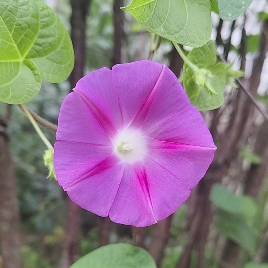 漓殇浅梦