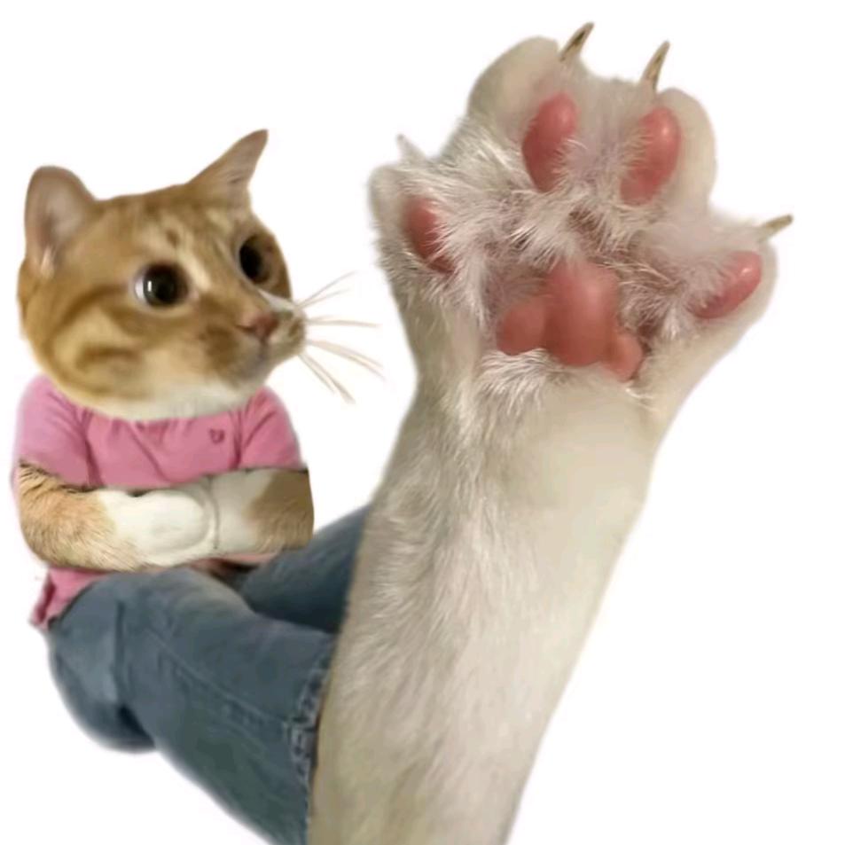 冒帽猫游侠