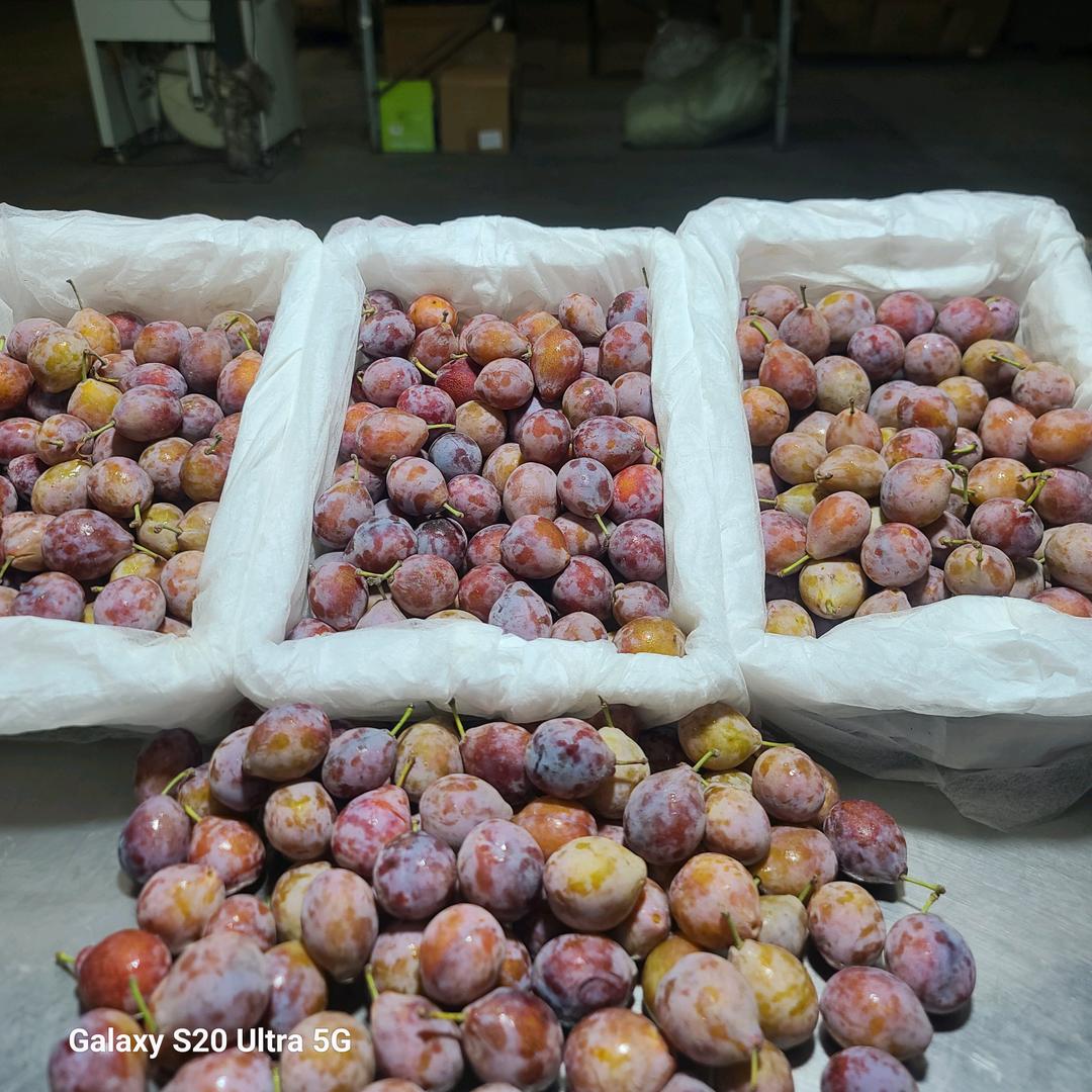 精选新疆西梅明日达