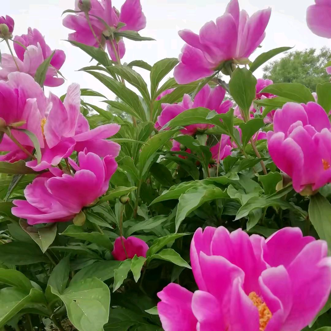 油菜花